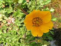 Geum Urbanum (var. Strictum) (fam. Rosacees) (Nouvelle-Zelande) (3) (Photo F. Mrugala)